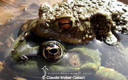 ...by mistake.......???? by Claudia Weber-Gebert 
